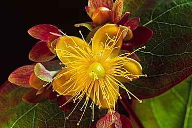 PC版快节奏足球游戏《梦想足球24》16日发售